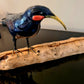 Resin Huia Bird
