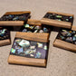 Paua Coasters