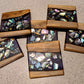 Paua Coasters